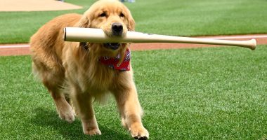 Bruce the bat dog delights at Nationals Park in MLB debut