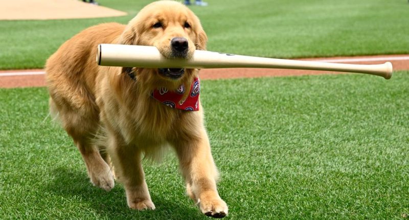 Bruce the bat dog delights at Nationals Park in MLB debut