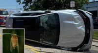 Buzzing cicada causes panicked Ohio driver to lose control and flip car: 'Keep the windows up'