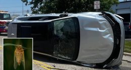Buzzing cicada causes panicked Ohio driver to lose control and flip car: 'Keep the windows up'