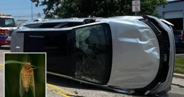 Buzzing cicada causes panicked Ohio driver to lose control and flip car: 'Keep the windows up'