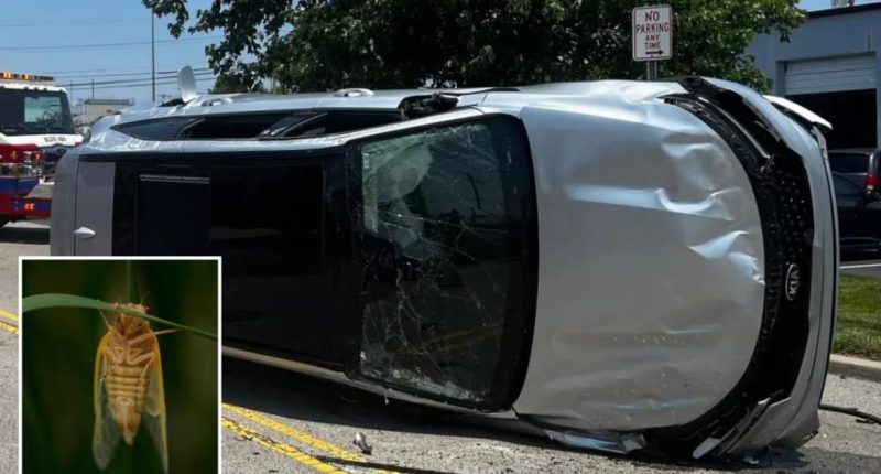 Buzzing cicada causes panicked Ohio driver to lose control and flip car: 'Keep the windows up'