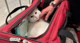 Cat back home in Central Illinois after three years, thousand-mile travel