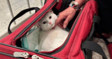 Cat back home in Central Illinois after three years, thousand-mile travel