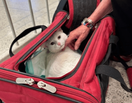 Cat back home in Central Illinois after three years, thousand-mile travel