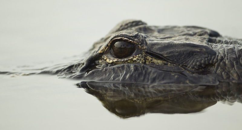 Child hurt by alligator while playing in North Carolina lake, police say