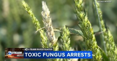 Chinese biological researchers charged with smuggling potential agroterrorism weapon to U.S., Illinois researcher weighs in