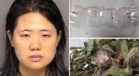Chinese researchers' alleged plot to smuggle crop-killing fungus into US is an 'attack on US food supply': feds