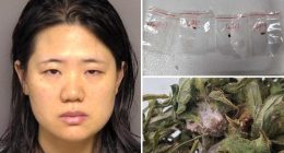 Chinese researchers' alleged plot to smuggle crop-killing fungus into US is an 'attack on US food supply': feds