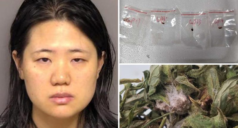 Chinese researchers' alleged plot to smuggle crop-killing fungus into US is an 'attack on US food supply': feds