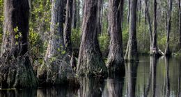 Conservation group makes deal to end mining threat outside Okefenokee Swamp