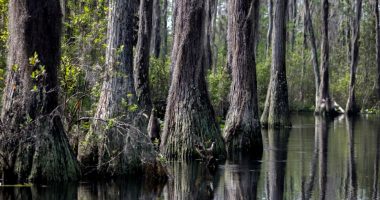 Conservation group makes deal to end mining threat outside Okefenokee Swamp