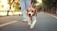 Two Sydney councils want stricter penalties for dog owners.