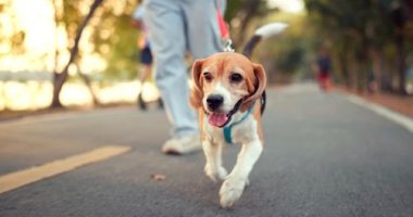 Two Sydney councils want stricter penalties for dog owners.