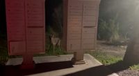 Coyote sightings increasing on Tybee Island