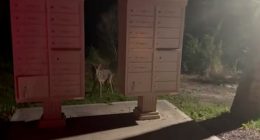 Coyote sightings increasing on Tybee Island