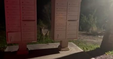 Coyote sightings increasing on Tybee Island