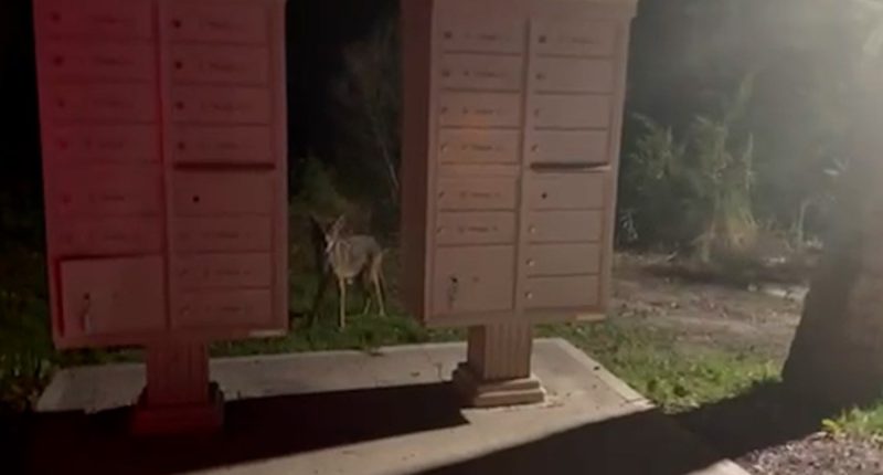 Coyote sightings increasing on Tybee Island