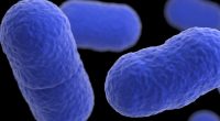 Deadly listeria outbreak linked to chicken alfredo fettucine sold at Kroger and Walmart