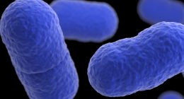 Deadly listeria outbreak linked to chicken alfredo fettucine sold at Kroger and Walmart