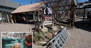 Denver zoo closes early over the weekend to prevent teenagers from pulling off Tiktok-inspired 'takeover'