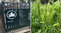 Dog owners at hipster NYC park warned about prickly weeds that could hurt pups