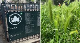 Dog owners at hipster NYC park warned about prickly weeds that could hurt pups