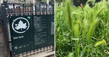 Dog owners at hipster NYC park warned about prickly weeds that could hurt pups