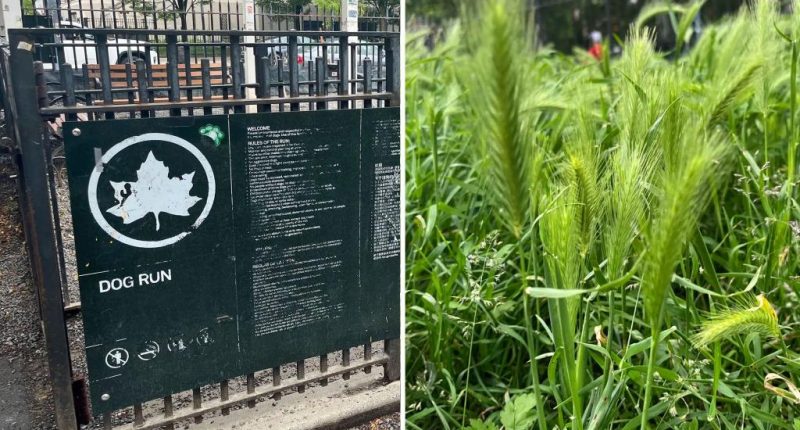 Dog owners at hipster NYC park warned about prickly weeds that could hurt pups