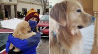 Dog shot during Minnesota lawmaker's murder put down days after attack