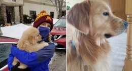 Dog shot during Minnesota lawmaker's murder put down days after attack