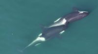 A small length of kelp is visible between the two whales that are "allokelping."