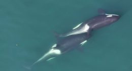 A small length of kelp is visible between the two whales that are "allokelping."