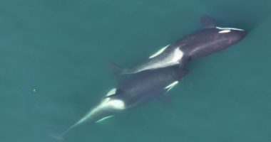 A small length of kelp is visible between the two whales that are "allokelping."