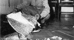 Black and white photo of Jesse Marcel examining debris from a crashed weather balloon in Roswell, New Mexico.