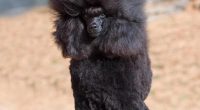 Black toy poodle.