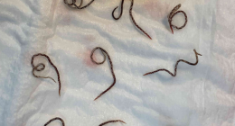 Experts are warning that cases of a rat-borne disease that can cause lethal infections in humans ﻿are growing in dogs in eastern Australia.