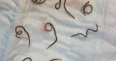 Experts are warning that cases of a rat-borne disease that can cause lethal infections in humans ﻿are growing in dogs in eastern Australia.