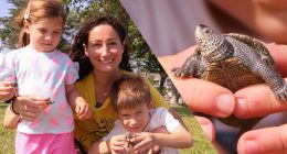 Family rescues diamondback terrapins from storm drains