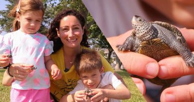 Family rescues diamondback terrapins from storm drains
