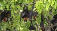 Fears for Australia after 20 new bat viruses discovered in China