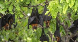 Fears for Australia after 20 new bat viruses discovered in China