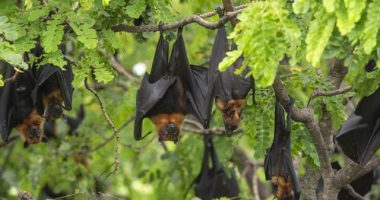 Fears for Australia after 20 new bat viruses discovered in China