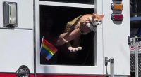 Fight over celeb cat being given ride on fire truck for Pride parade