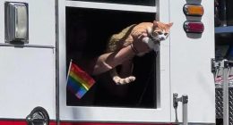 Fight over celeb cat being given ride on fire truck for Pride parade