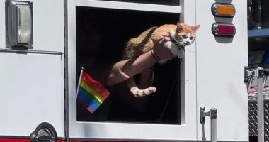Fight over celeb cat being given ride on fire truck for Pride parade