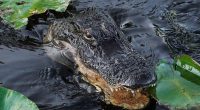 Florida building 'Alligator Alcatraz' where ICE detainees face nature's own security system