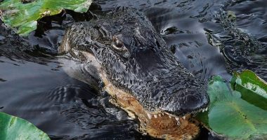Florida building 'Alligator Alcatraz' where ICE detainees face nature's own security system