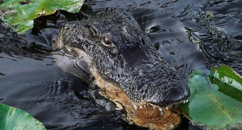 Florida building 'Alligator Alcatraz' where ICE detainees face nature's own security system