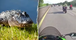 Florida motorcyclists injured after hitting six-foot alligator on highway